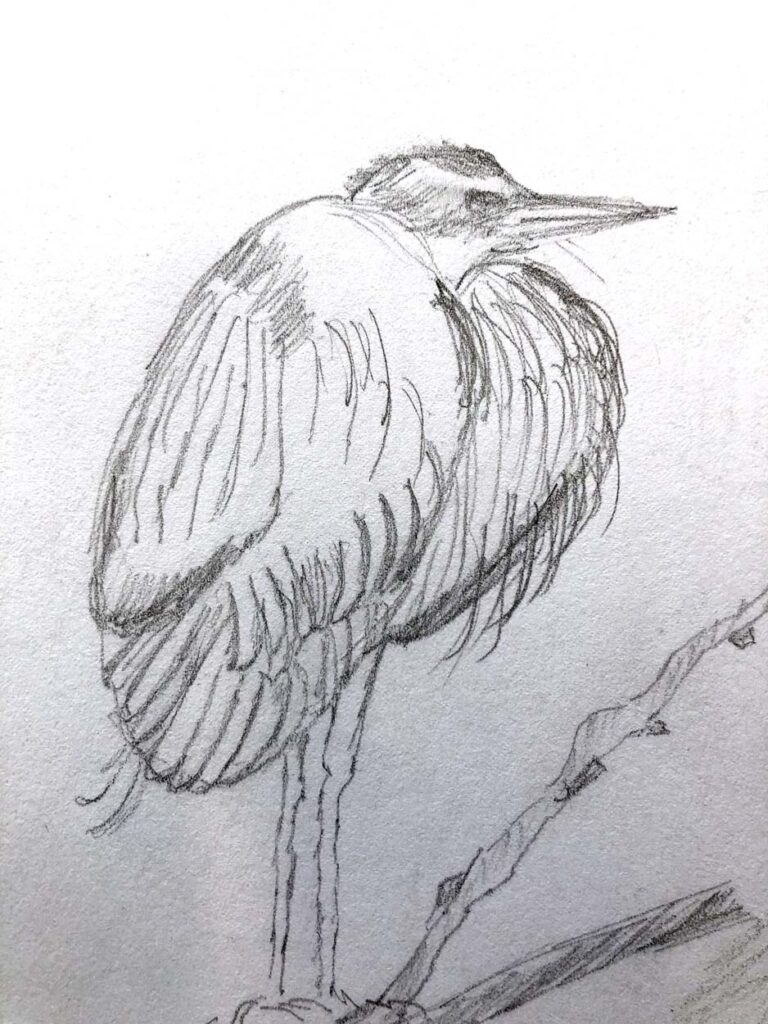 Deborah Bowdoin  |  Blue Heron Sketch, 2023  |  Pencil
